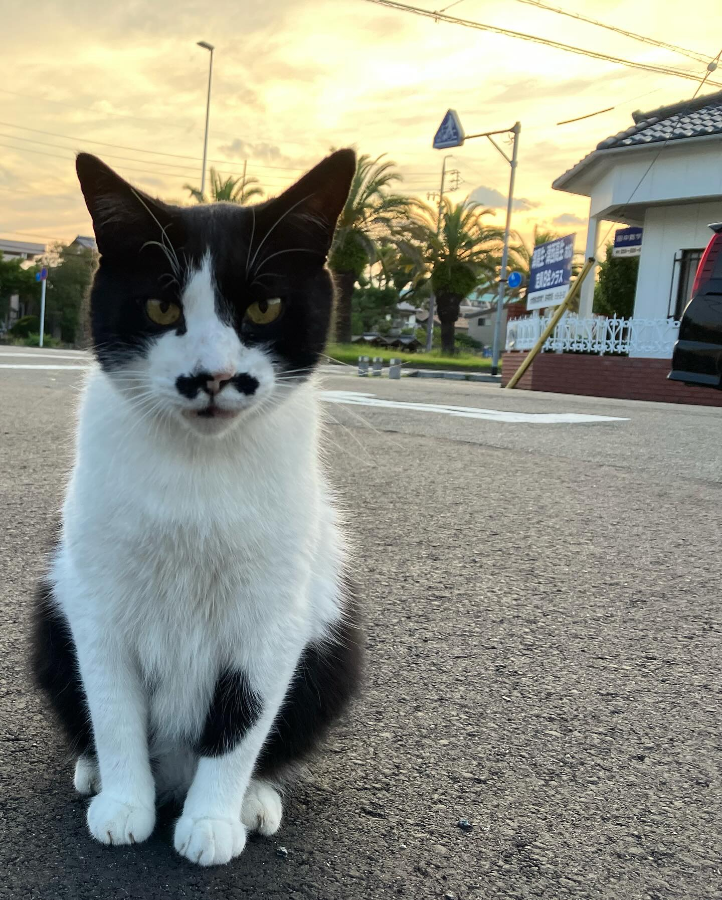 アニメ化と実写を見比べてください^_^