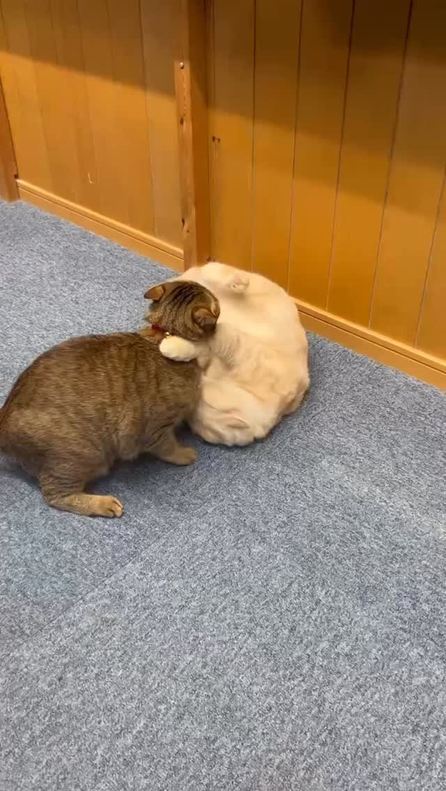 さくら　VS  麦茶😆